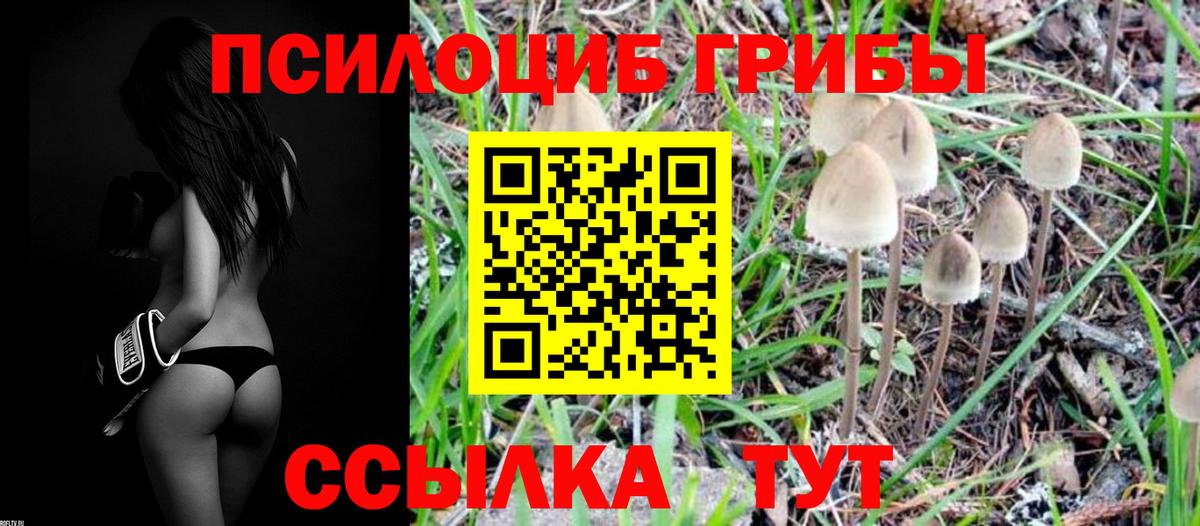 Псилоцибиновые грибы Psilocybe Южно-Сахалинск